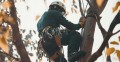 Mr Treeman Tree Services