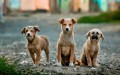 Dookie Doctors Pet Waste Removal