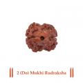 2 (Do) Mukhi Rudraksha